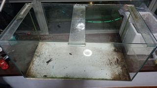 Aquarium fish - Red devil angelfish, Pet Supplies, Homes & Other Pet ...