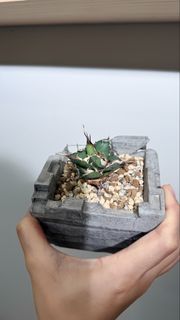 （分類：）位於 。 由 blackplant 提交（商品編號 1468814909，圖片 1）。簡介： 。