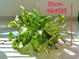 （分類：）位於 。 由 29808 提交（商品編號 1468724821，圖片 1）。簡介： 。