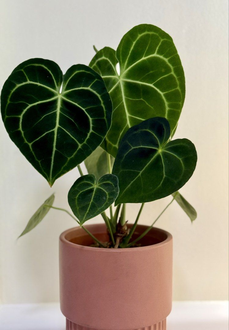 Anthurium Clarinerviun (Category: Plants & Seeds) located in Manila. Submitted by staylit.ph (Listing ID 1468770997, Image 2). Description: * Dark Velvet Foliage * Well-rooted, 8 leaves * 14 inches from base of pot * Thrives in bright indirect lighting * Plastic Orange Pot included (+ 150 if ceramic pot) 📸 Actual photos listed, please do not steal ☺️ 🚚 Delivery: Lalamove, Padala, JNT, Meet-up, etc. 📍 Pickup: Makati, BGC .