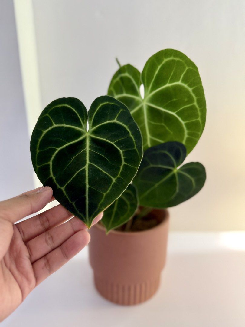 Anthurium Clarinerviun (Category: Plants & Seeds) located in Manila. Submitted by staylit.ph (Listing ID 1468770997, Image 3). Description: * Dark Velvet Foliage * Well-rooted, 8 leaves * 14 inches from base of pot * Thrives in bright indirect lighting * Plastic Orange Pot included (+ 150 if ceramic pot) 📸 Actual photos listed, please do not steal ☺️ 🚚 Delivery: Lalamove, Padala, JNT, Meet-up, etc. 📍 Pickup: Makati, BGC .