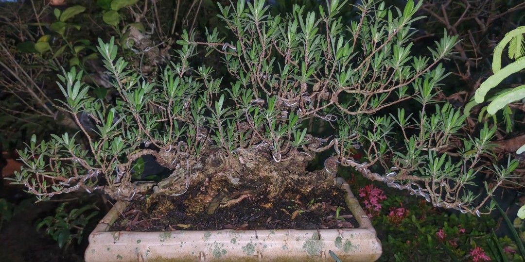 Bonsai (Category: Plants & Seeds) located in Polomolok. Submitted by dkljapansurplus (Listing ID 1468879460, Image 3). Description: Wire nalang kulang, wild na Freeshipping kasali paso.