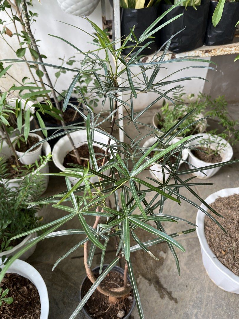 Bottle tree (Category: Plants & Seeds) located in Manila. Submitted by lersonbrie (Listing ID 1468846339, Image 1). Description: Nice form, 30 inches tall, stable with new leaves.