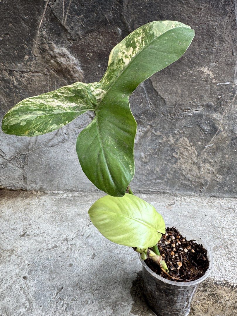 Florida Beauty X Barrosoanum Propagations (Category: Plants & Seeds) located in Manila. Submitted by annemae0710 (Listing ID 1468785071, Image 1). Description: Plant propagations with shoot/new leaf 2,500/plant.