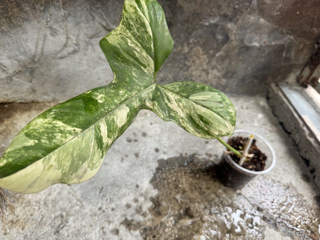 Florida Beauty X Barrosoanum Propagations (Category: Plants & Seeds) located in Manila. Submitted by annemae0710 (Listing ID 1468785071, Image 3). Description: Plant propagations with shoot/new leaf 2,500/plant.