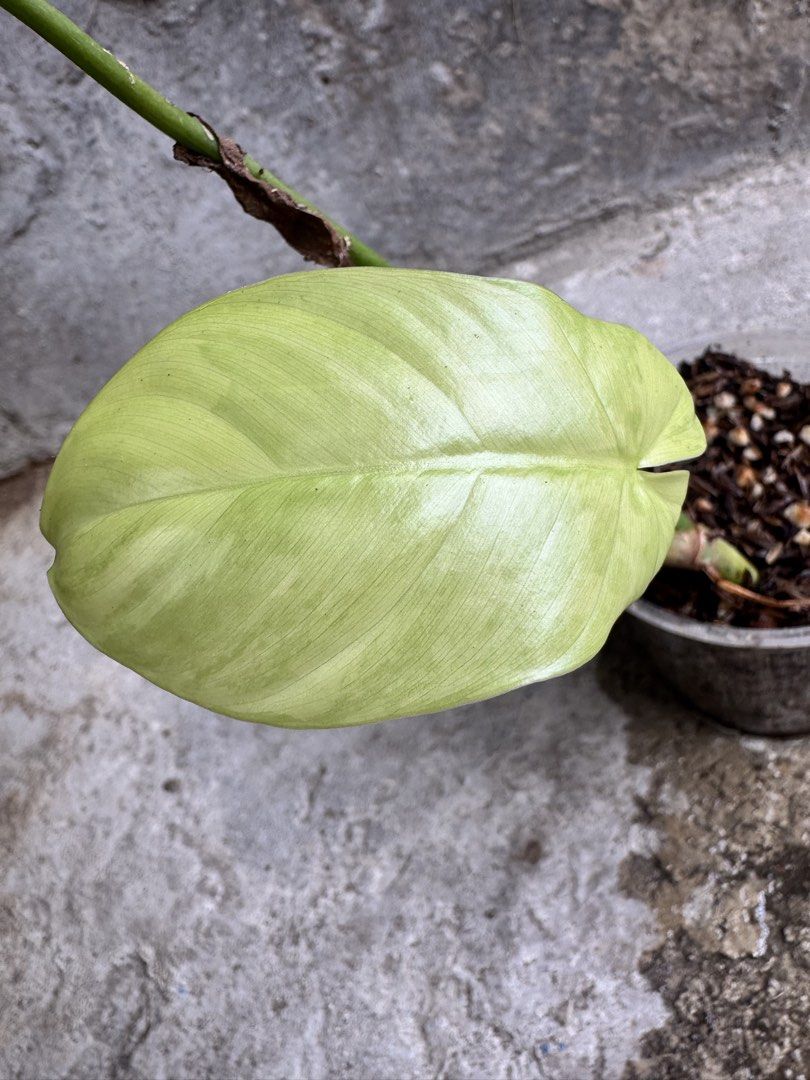 Florida Beauty X Barrosoanum Propagations (Category: Plants & Seeds) located in Manila. Submitted by annemae0710 (Listing ID 1468785071, Image 2). Description: Plant propagations with shoot/new leaf 2,500/plant.