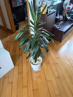 （分類：）位於 。 由 ghaithben83130 提交（商品編號 1468796774，圖片 1）。簡介： 。