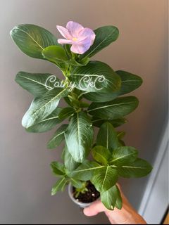 (Category: ) located in . Submitted by hkgcat (Listing ID 1468772973, Image 1). Description: .