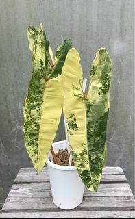 (Category: ) located in . Submitted by PlantsRanger (Listing ID 1468769431, Image 1). Description: .
