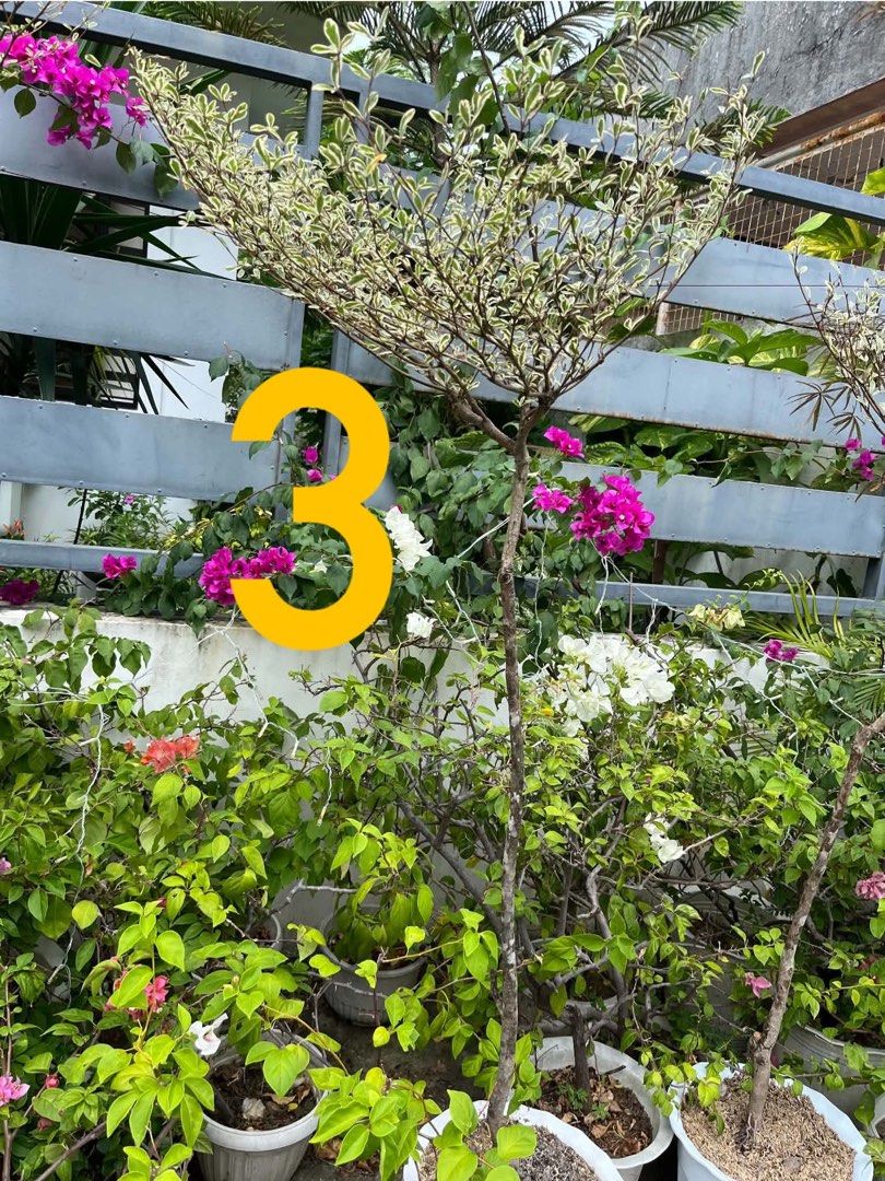 Variegated African Talisay (Category: Plants & Seeds) located in Manila. Submitted by lersonbrie (Listing ID 1468845821, Image 2). Description: Pot 2 , 5ft, straight trunk, 1 layer, 2200 Pot 3, 5ft 3 in, 1 layer, 2200 Location; santa rosa laguna Or Meetip/pick up in Diliman QC by sched.