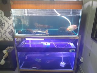 Fishtank with fish For Sale | Buy 500+ Fishtank with fish online ...