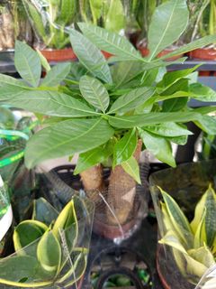 （分類：）位於 。 由 plantloveyou_mschan 提交（商品編號 1469079033，圖片 1）。簡介： 。