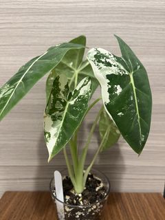 （分類：）位於 。 由 sckm_hk 提交（商品編號 1469066766，圖片 1）。簡介： 。