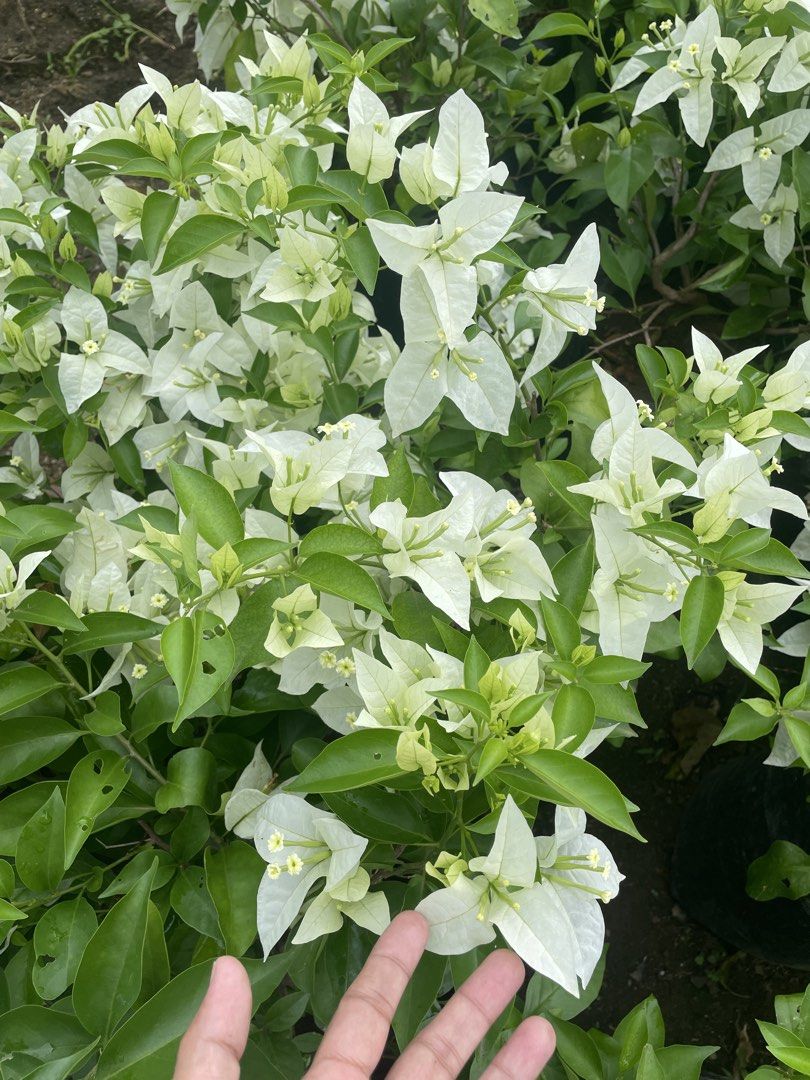 bonggavilla (Category: Gardening Tools & Ornaments) located in Silang. Submitted by luckykoki2018 (Listing ID 1468958478, Image 3). Description: .