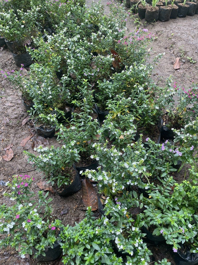 copea (Category: Gardening Tools & Ornaments) located in Silang. Submitted by luckykoki2018 (Listing ID 1468958305, Image 3). Description: .