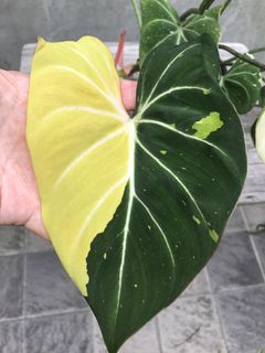 (Category: ) located in . Submitted by PlantsRanger (Listing ID 1469030628, Image 1). Description: .