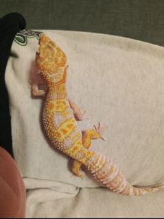 Leopard Gecko (M), Furniture & Home Living, Gardening, Plants & Seeds ...