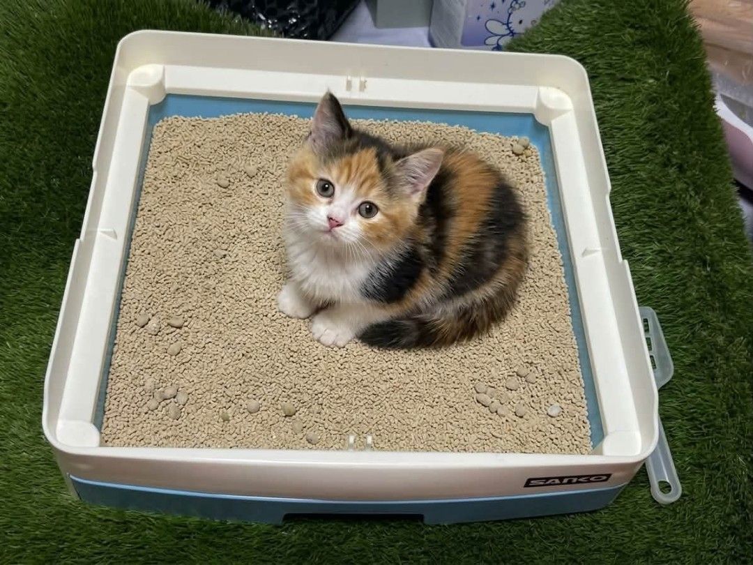 LITTER BOX FOR PETS OR PET BED (Category: Homes & Other Pet Accessories) located in Sablan. Submitted by gongonshelley12 (Listing ID 1469142153, Image 2). Description: 320 only LITTER BOX FOR PETS OR PWEDE DING PET BED PWEDE DIN ILAGAY NIO SA BABA NG BIRD CAGES 33cm X 34cm X 9cm DEPENDE PO SA INYO MAGANDA AT MATIBAY PO ETO MGA MADAM MALAWAK DIN PO XA.