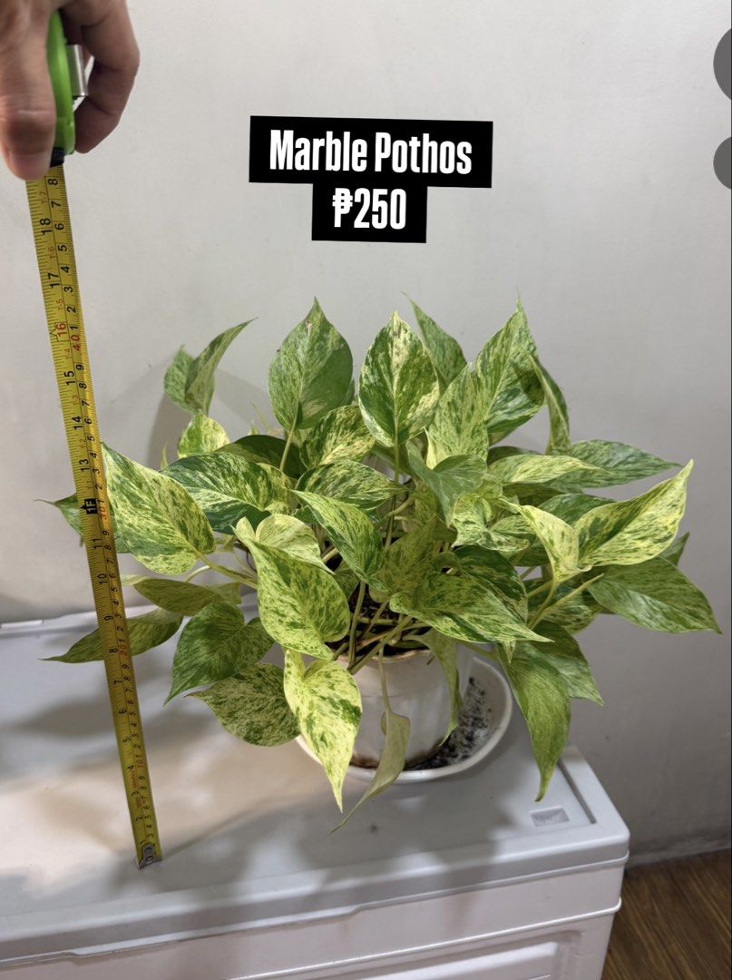 LUSH Homegrown Pothos / Epiprenium (Category: Plants & Seeds) located in Pasig City. Submitted by calmlion.0148ea (Listing ID 1468937788, Image 3). Description: Lush Homegrown Pothos - 2-3 plants per pot.