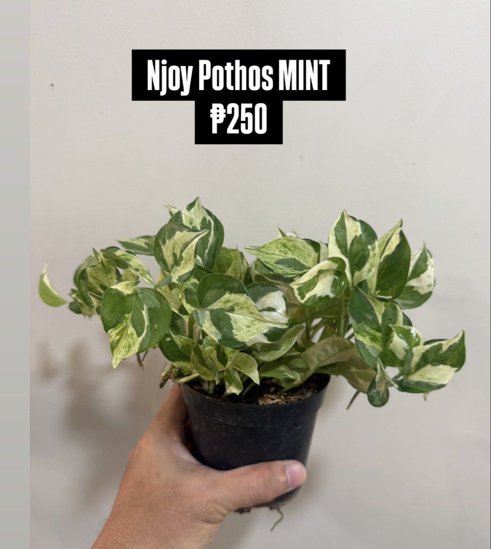 LUSH Homegrown Pothos / Epiprenium (Category: Plants & Seeds) located in Pasig City. Submitted by calmlion.0148ea (Listing ID 1468937788, Image 1). Description: Lush Homegrown Pothos - 2-3 plants per pot.