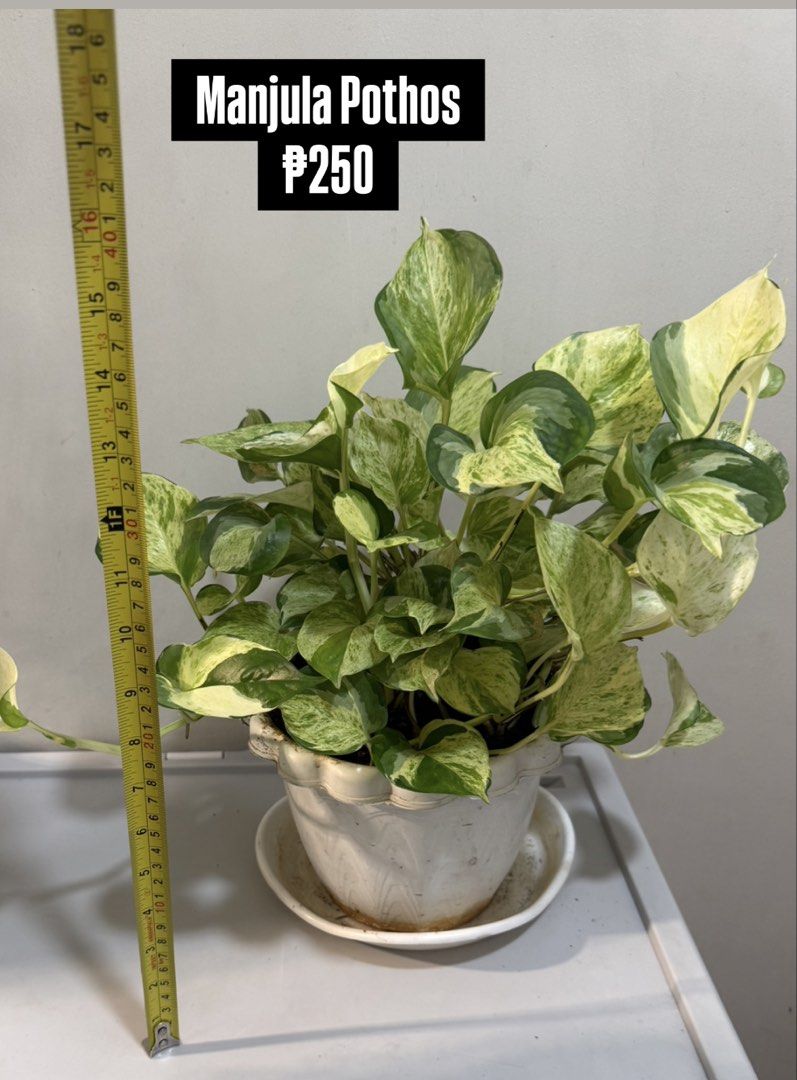 LUSH Homegrown Pothos / Epiprenium (Category: Plants & Seeds) located in Pasig City. Submitted by calmlion.0148ea (Listing ID 1468937788, Image 2). Description: Lush Homegrown Pothos - 2-3 plants per pot.