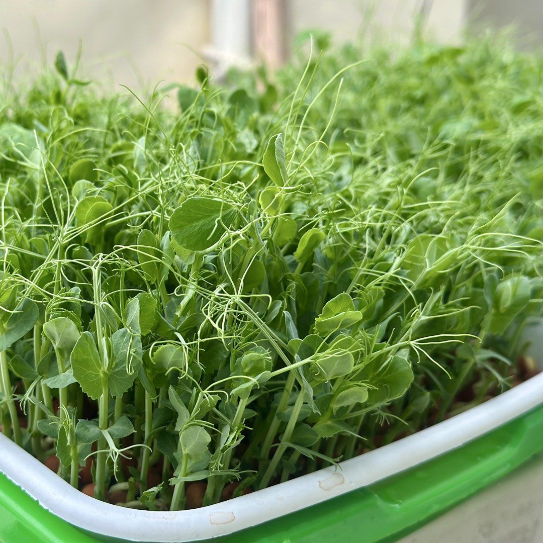 Microgreens (Category: Fresh Produce) located in Makati City. Submitted by sandrasuarez (Listing ID 1468953966, Image 3). Description: Introducing our freshly grown Pea Tendrils Microgreens 🌱 Fresh greens to add to your everyday meals. 🥗 Elevate your salads 🍔 Add a fresh twist to burgers 🍽️ Make your plating stand out 🥤 Add greens to your smoothies Grown hydroponically with no insecticides used. ₱170 per 40g pack Fresh harvest. Limited suppl