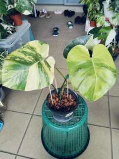 (Category: ) located in . Submitted by lynn270359929 (Listing ID 1469048179, Image 1). Description: .