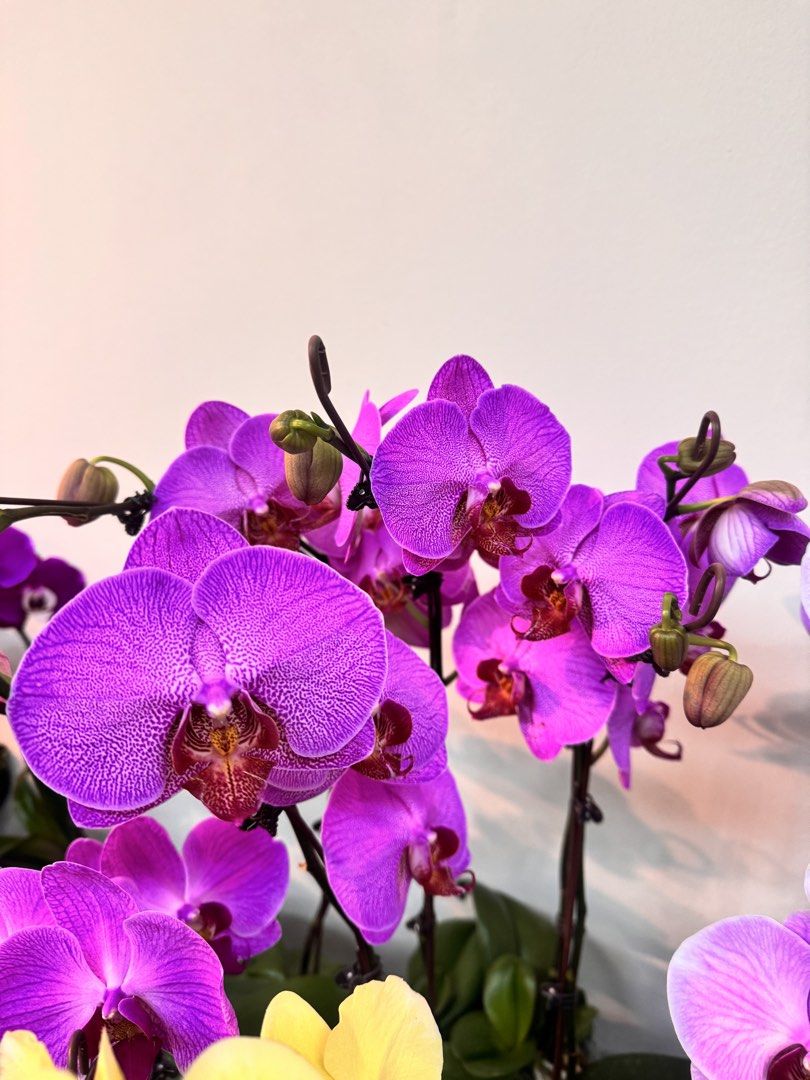 Moth Orchids (Phalaenopsis) (Category: Flowers & Bouquets) located in Mandaue City. Submitted by phalaenopsis_mandaue (Listing ID 1469061407, Image 1). Description: 1400 per plant.