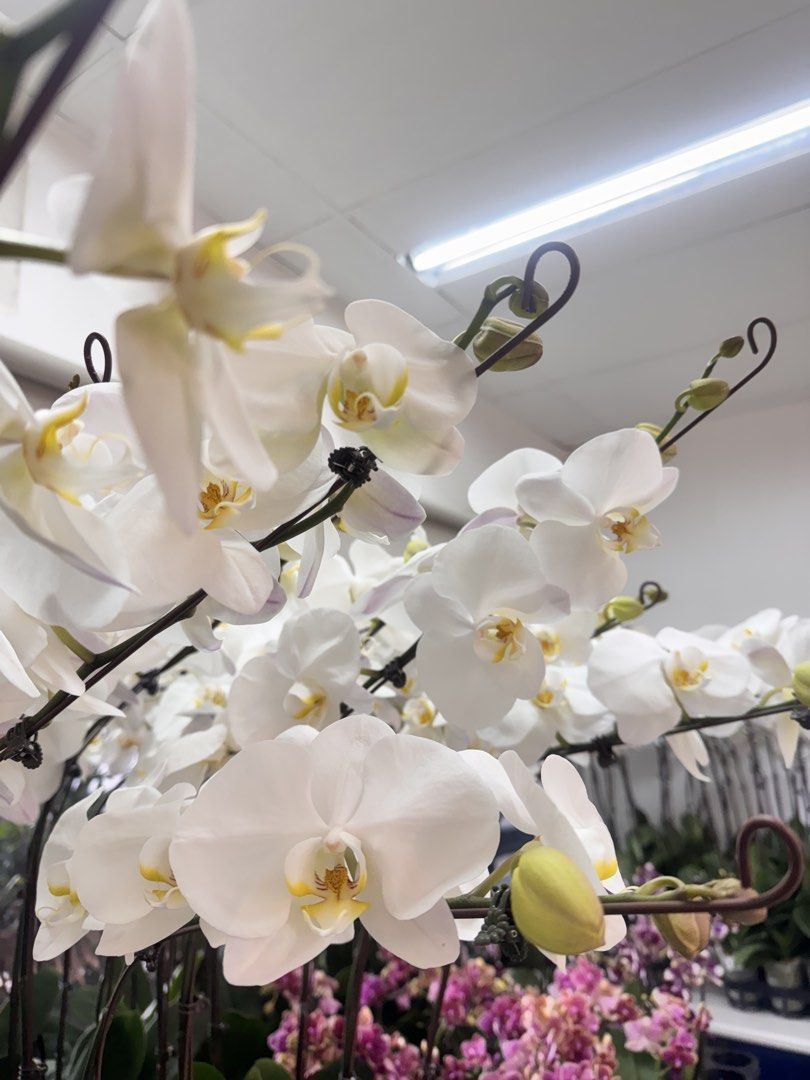 Moth Orchids (Phalaenopsis) (Category: Flowers & Bouquets) located in Mandaue City. Submitted by phalaenopsis_mandaue (Listing ID 1469061407, Image 3). Description: 1400 per plant.