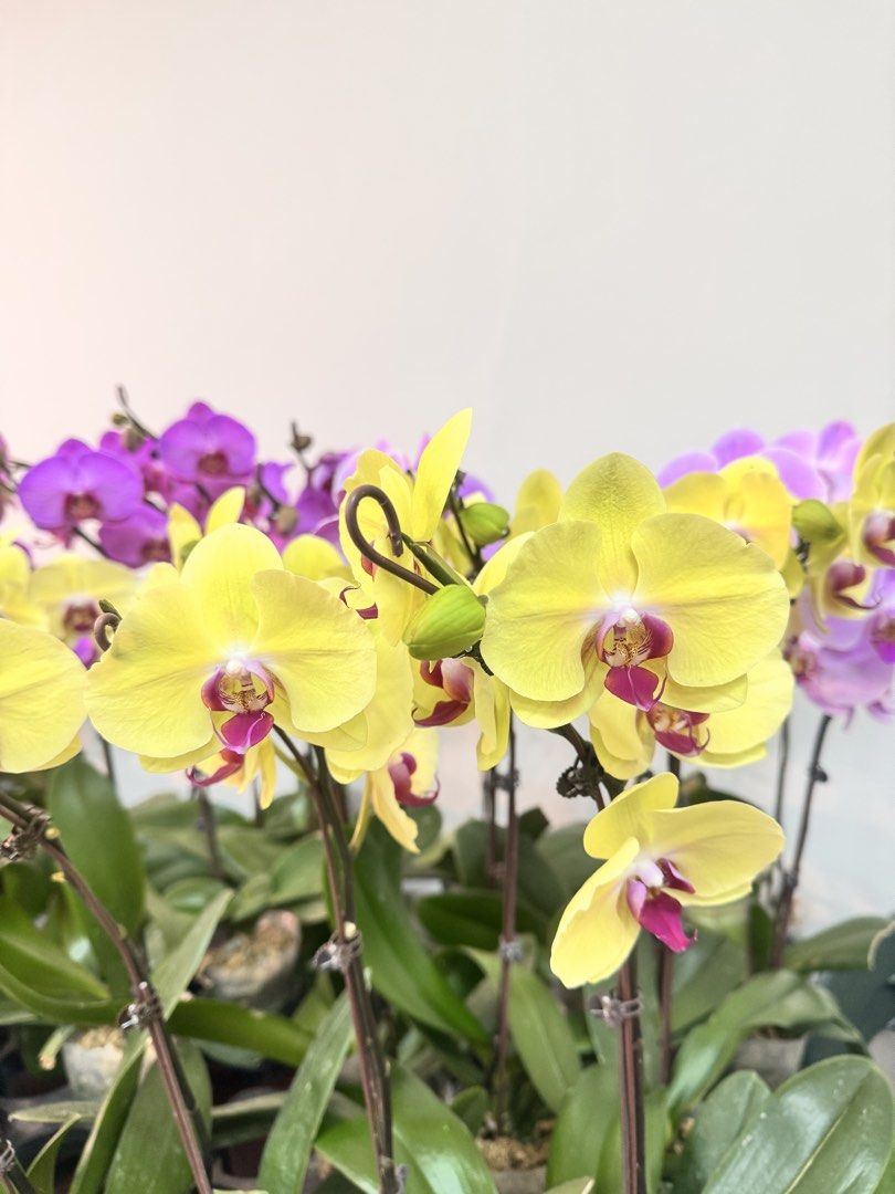 Moth Orchids (Phalaenopsis) (Category: Flowers & Bouquets) located in Mandaue City. Submitted by phalaenopsis_mandaue (Listing ID 1469061407, Image 2). Description: 1400 per plant.