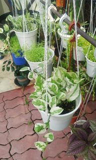 (Category: ) located in . Submitted by plantsetc (Listing ID 1469044898, Image 1). Description: .