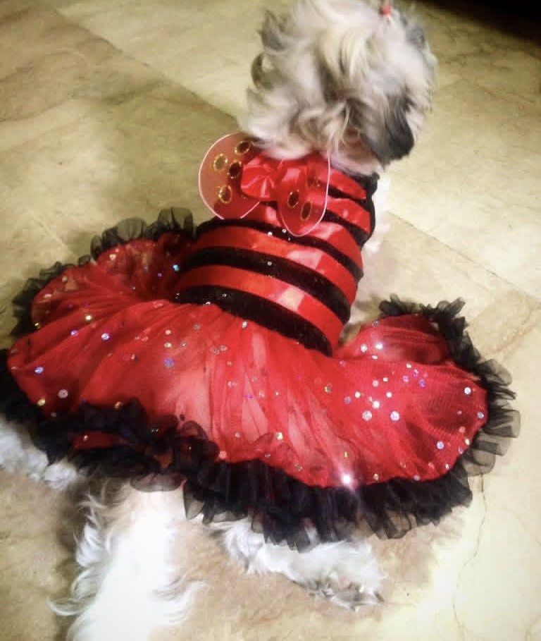 Pet Used Clothes (Category: Homes & Other Pet Accessories) located in Manila. Submitted by yunah08 (Listing ID 1469077370, Image 1). Description: Used clothes if Shih tzu princess. Medium Size dog. Theme Clothes for halloween, christmas, valentines, and bday or everyday wear. Some bought overseas. Take all with free toys. .