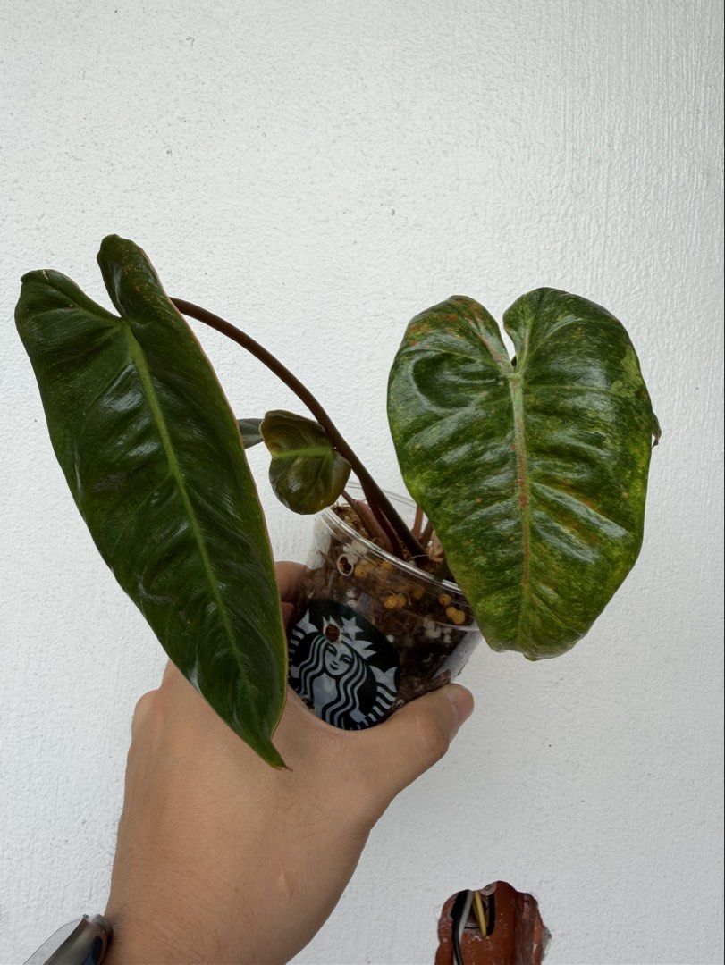 Philodendron Billitiae x El Choco Red (Category: Plants & Seeds) located in Quezon City. Submitted by satisfied_buyer (Listing ID 1468713757, Image 1). Description: Philodendron Billietiae × El Choco Red Hybrid combining the orange petioles of Philodendron billietiae, a species native to South America, with the velvety foliage and reddish undersides of Philodendron El Choco Red, originating from Ecuador’s Chocó region. .