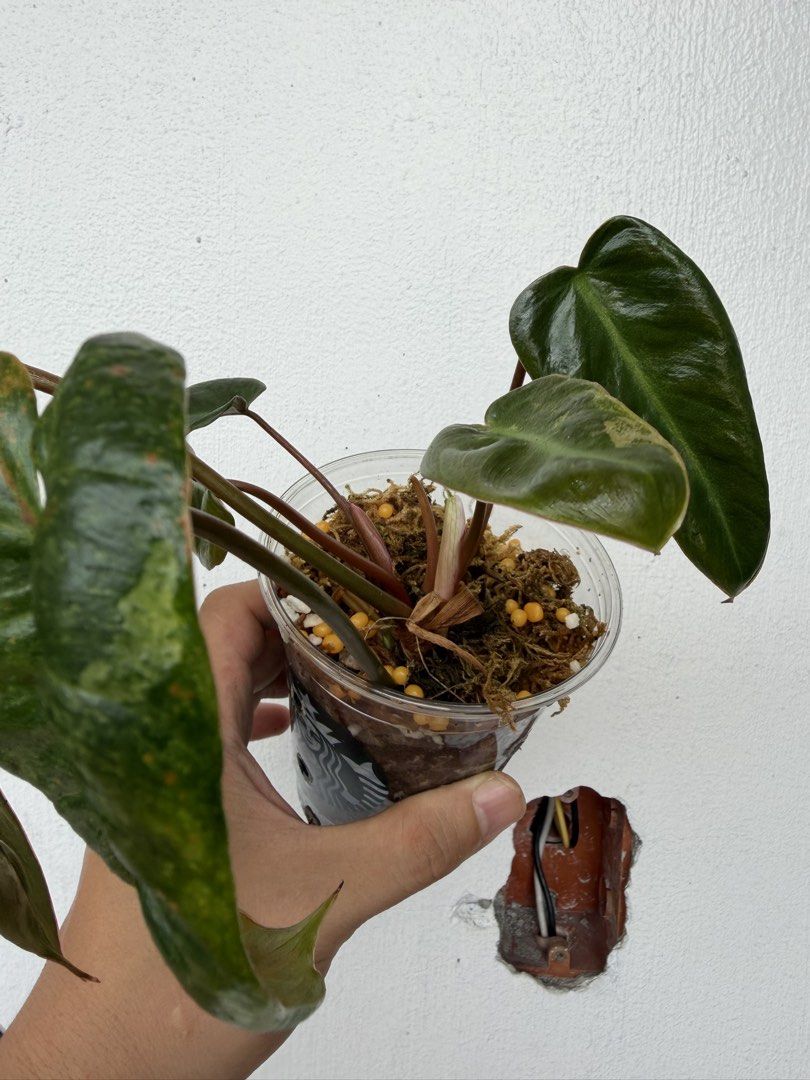 Philodendron Billitiae x El Choco Red (Category: Plants & Seeds) located in Quezon City. Submitted by satisfied_buyer (Listing ID 1468713757, Image 2). Description: Philodendron Billietiae × El Choco Red Hybrid combining the orange petioles of Philodendron billietiae, a species native to South America, with the velvety foliage and reddish undersides of Philodendron El Choco Red, originating from Ecuador’s Chocó region. .