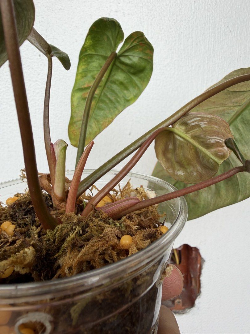 Philodendron Billitiae x El Choco Red (Category: Plants & Seeds) located in Quezon City. Submitted by satisfied_buyer (Listing ID 1468713757, Image 3). Description: Philodendron Billietiae × El Choco Red Hybrid combining the orange petioles of Philodendron billietiae, a species native to South America, with the velvety foliage and reddish undersides of Philodendron El Choco Red, originating from Ecuador’s Chocó region. .
