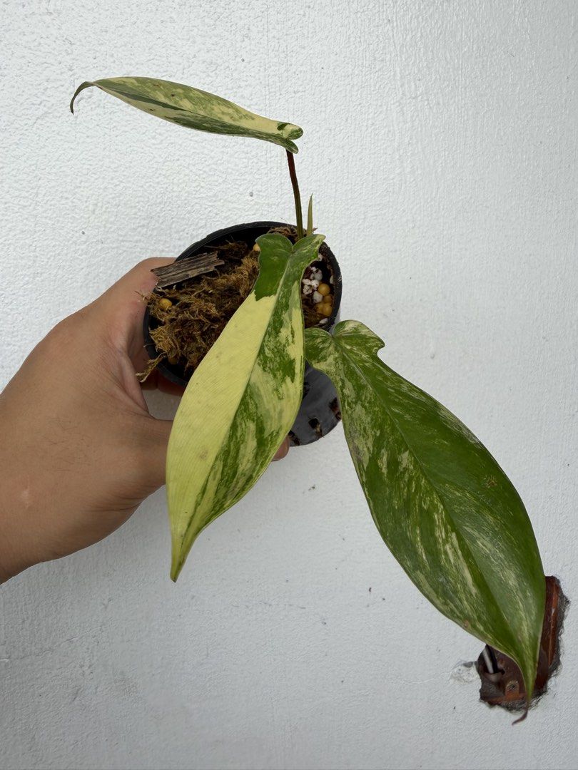 Philodendron Florida Beauty (Category: Plants & Seeds) located in Quezon City. Submitted by satisfied_buyer (Listing ID 1469004022, Image 2). Description: Philodendron ‘Florida Beauty’ Variegated is associated with the breeding work of Robert McColley in Florida during the 20th century. Known for its uniquely lobed leaves and striking marbled patterns of green, cream, and yellow, each leaf develops its own distinctive variegation. .