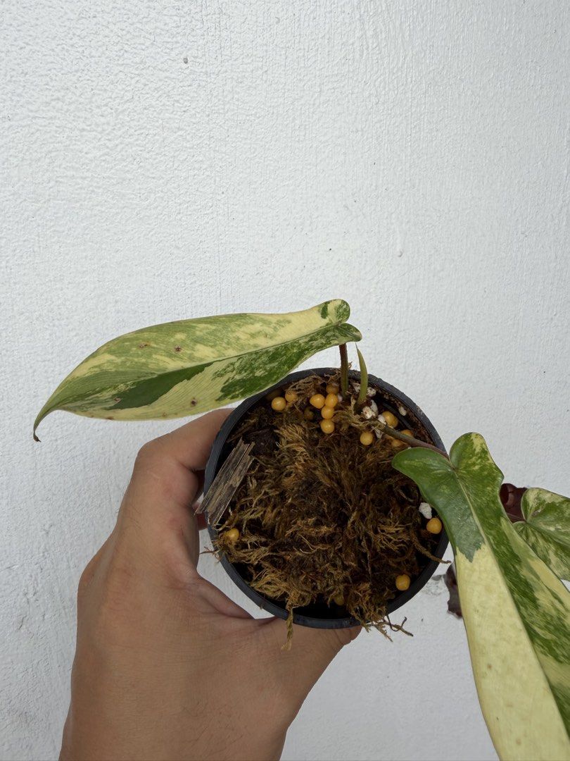 Philodendron Florida Beauty (Category: Plants & Seeds) located in Quezon City. Submitted by satisfied_buyer (Listing ID 1469004022, Image 3). Description: Philodendron ‘Florida Beauty’ Variegated is associated with the breeding work of Robert McColley in Florida during the 20th century. Known for its uniquely lobed leaves and striking marbled patterns of green, cream, and yellow, each leaf develops its own distinctive variegation. .