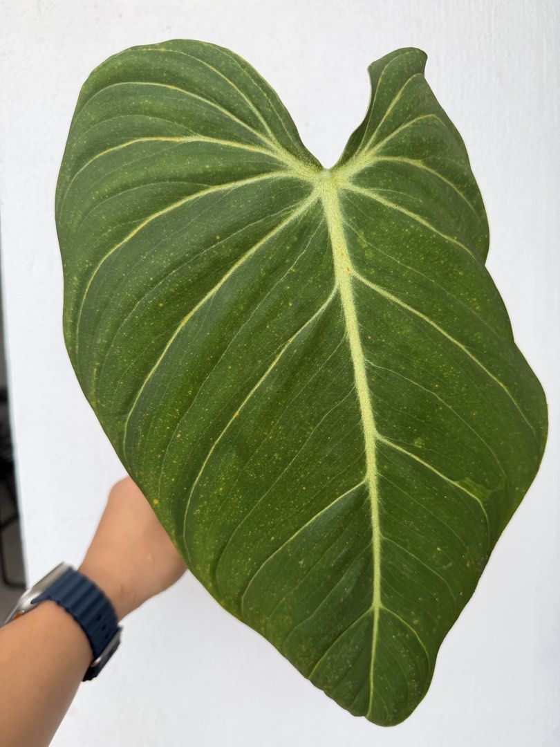 Philodendron Glorious (Category: Plants & Seeds) located in Quezon City. Submitted by satisfied_buyer (Listing ID 1469002233, Image 2). Description: Philodendron ‘Glorious’ is a hybrid of Philodendron gloriosum and Philodendron melanochrysum, created by Australian hybridizer Keith Henderson in the 1970s..