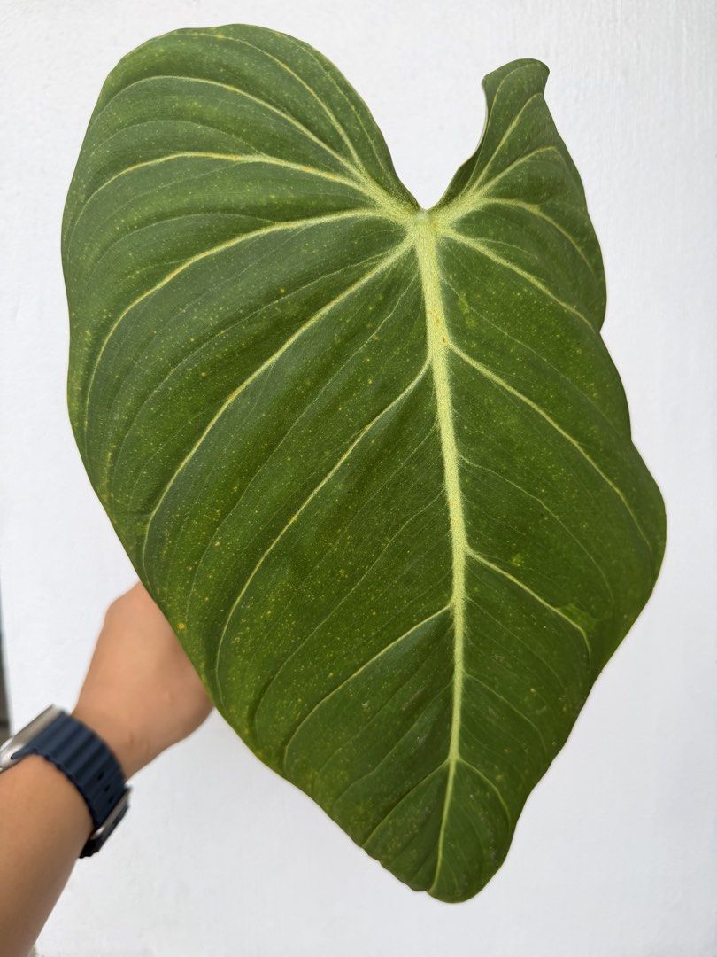Philodendron Glorious (Category: Plants & Seeds) located in Quezon City. Submitted by satisfied_buyer (Listing ID 1469002233, Image 1). Description: Philodendron ‘Glorious’ is a hybrid of Philodendron gloriosum and Philodendron melanochrysum, created by Australian hybridizer Keith Henderson in the 1970s..