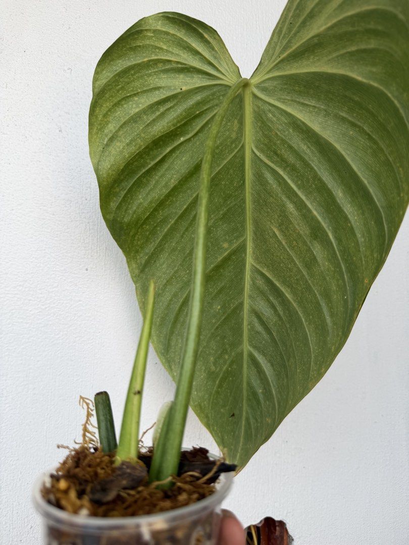 Philodendron Glorious (Category: Plants & Seeds) located in Quezon City. Submitted by satisfied_buyer (Listing ID 1469002233, Image 3). Description: Philodendron ‘Glorious’ is a hybrid of Philodendron gloriosum and Philodendron melanochrysum, created by Australian hybridizer Keith Henderson in the 1970s..