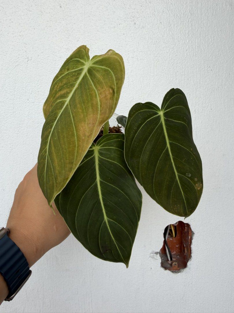 Philodendron Melanochrysum (Category: Plants & Seeds) located in Quezon City. Submitted by satisfied_buyer (Listing ID 1469002949, Image 1). Description: Philodendron melanochrysum, commonly known as the Black Gold Philodendron, is a tropical climbing aroid native to Colombia. Scientifically described in the 19th century, it is prized for its luxurious, velvety, dark green leaves with golden undertones and prominent golden-green veins..