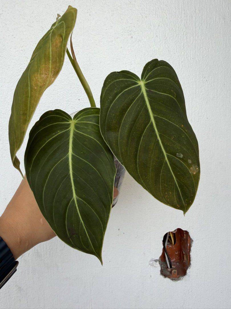 Philodendron Melanochrysum (Category: Plants & Seeds) located in Quezon City. Submitted by satisfied_buyer (Listing ID 1469002949, Image 2). Description: Philodendron melanochrysum, commonly known as the Black Gold Philodendron, is a tropical climbing aroid native to Colombia. Scientifically described in the 19th century, it is prized for its luxurious, velvety, dark green leaves with golden undertones and prominent golden-green veins..