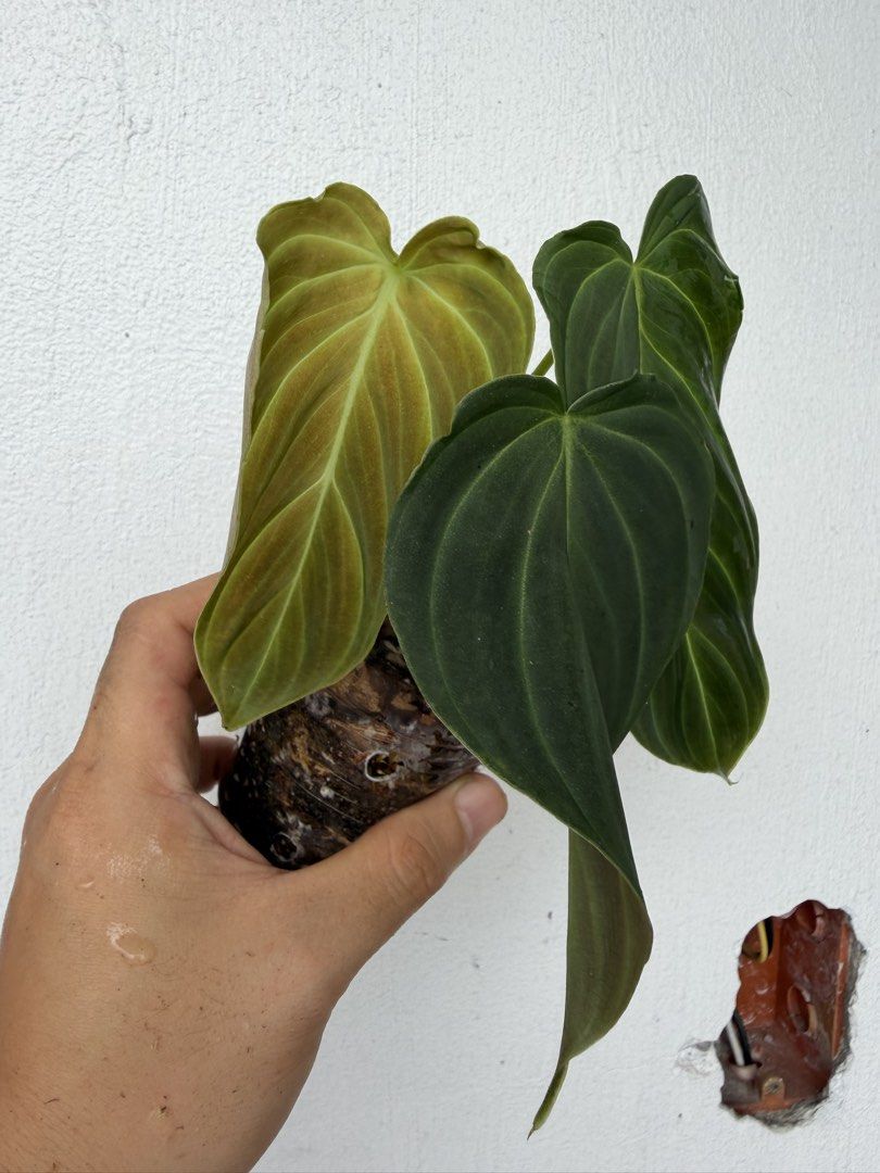 Philodendron Splendid (Category: Plants & Seeds) located in Quezon City. Submitted by satisfied_buyer (Listing ID 1469005515, Image 3). Description: Philodendron ‘Splendid’ is a stunning hybrid of Philodendron melanochrysum and Philodendron verrucosum, combining the best characteristics of both tropical species native to Central and South America..