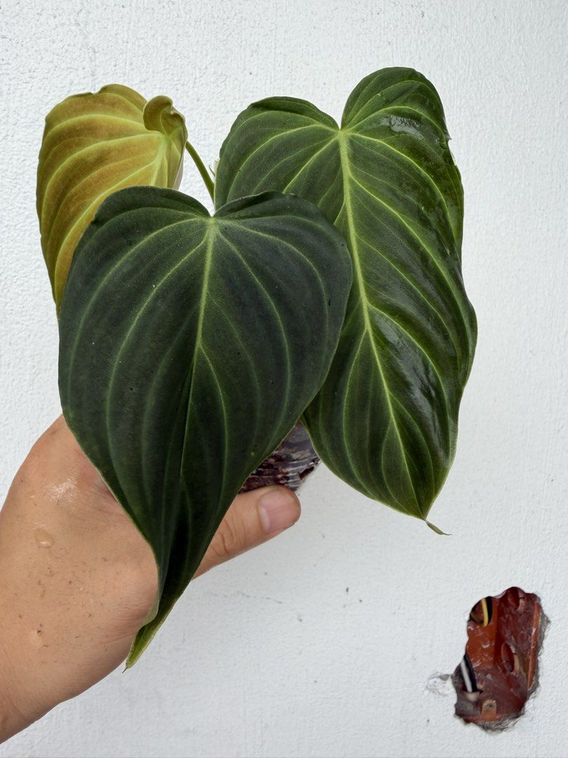 Philodendron Splendid (Category: Plants & Seeds) located in Quezon City. Submitted by satisfied_buyer (Listing ID 1469005515, Image 2). Description: Philodendron ‘Splendid’ is a stunning hybrid of Philodendron melanochrysum and Philodendron verrucosum, combining the best characteristics of both tropical species native to Central and South America..