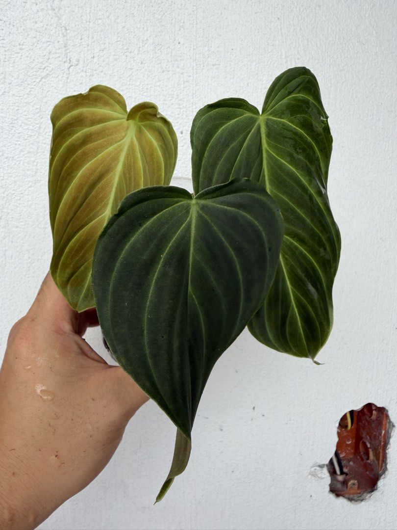 Philodendron Splendid (Category: Plants & Seeds) located in Quezon City. Submitted by satisfied_buyer (Listing ID 1469005515, Image 1). Description: Philodendron ‘Splendid’ is a stunning hybrid of Philodendron melanochrysum and Philodendron verrucosum, combining the best characteristics of both tropical species native to Central and South America..
