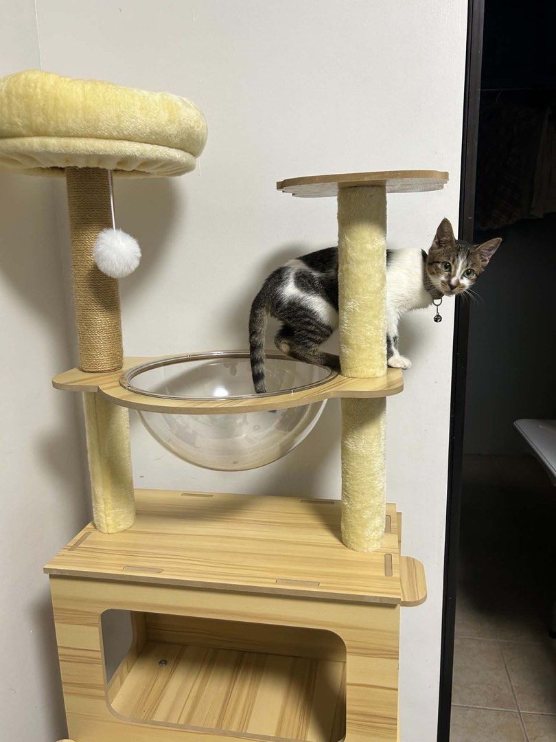 ‼️RUSH‼️Unused Sealed Cat Tower (Category: Homes & Other Pet Accessories) located in Las Pinas. Submitted by michywoop (Listing ID 1468999421, Image 2). Description: -2,700 original price Unopened Cat Tower bc duplicate order -Selling for Medication of our cat who has parvo -📍Parañaque City -Lalamove/same day delivery shouldered by buyer.