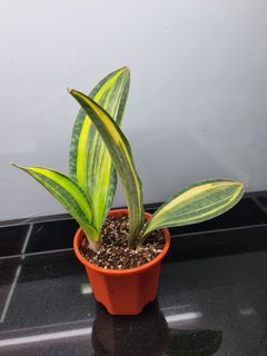 (Category: ) located in . Submitted by hmflowers (Listing ID 1469108728, Image 1). Description: .