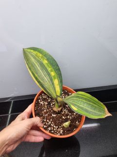(Category: ) located in . Submitted by hmflowers (Listing ID 1469109022, Image 1). Description: .