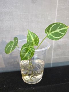 （分類：）位於 。 由 miffykat 提交（商品編號 1460574944，圖片 1）。簡介： 。