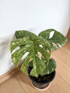 （分類：）位於 。 由 grassiashk 提交（商品編號 1465428794，圖片 1）。簡介： 。